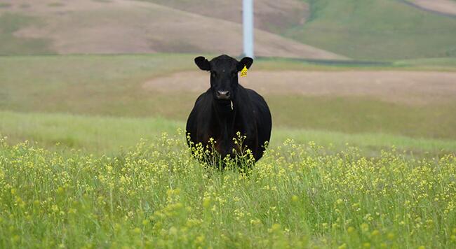 beef cattle in pasture